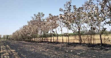 Two and a half hundred trees burnt due to the terrible fire in the field