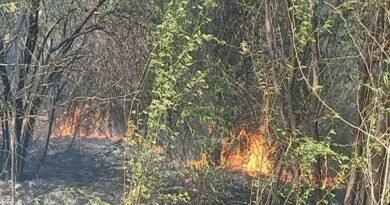 Hundreds of trees burnt due to forest fire