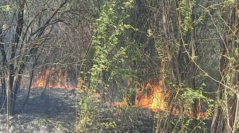 Hundreds of trees burnt due to forest fire