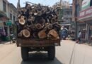 In the scorching land of Bundelkhand, the wood mafia is sawing green trees