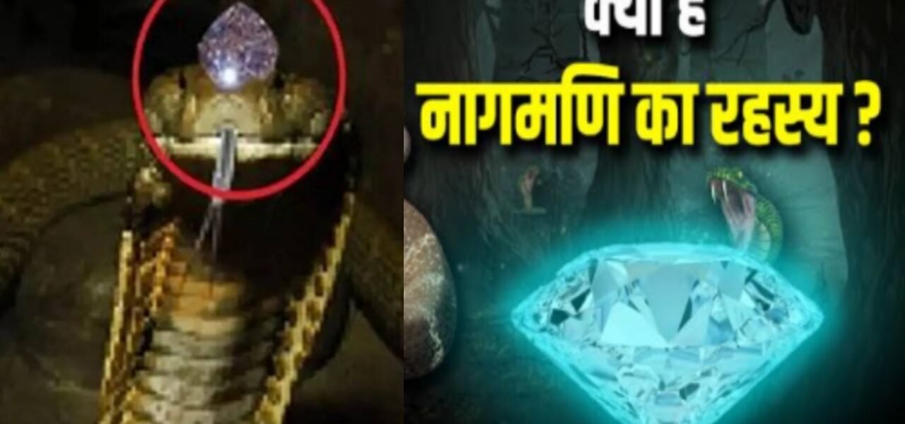 The mystery of Nagamani is revealed, expert tells the truth, so does the snake really have Nagamani?