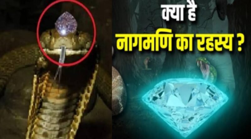 The mystery of Nagamani is revealed, expert tells the truth, so does the snake really have Nagamani?