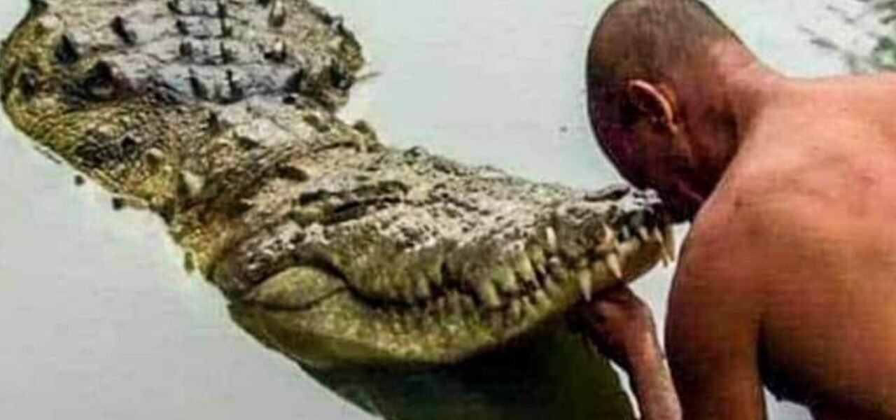 Shri Krishna's guard is the only pure vegetarian crocodile in the world