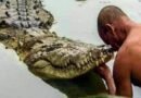 Shri Krishna's guard is the only pure vegetarian crocodile in the world