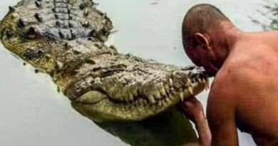 Shri Krishna's guard is the only pure vegetarian crocodile in the world