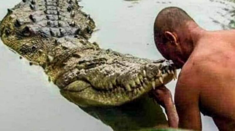 Shri Krishna's guard is the only pure vegetarian crocodile in the world