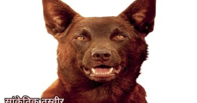 The terror of dogs ended in Rath, they had bitten 65 people in 2 hours, people surrounded them and killed them