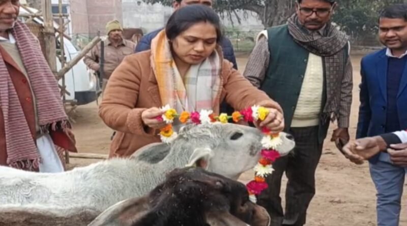 Rath MLA worshipped cows in the cowshed and fed jaggery and bananas to the cattle