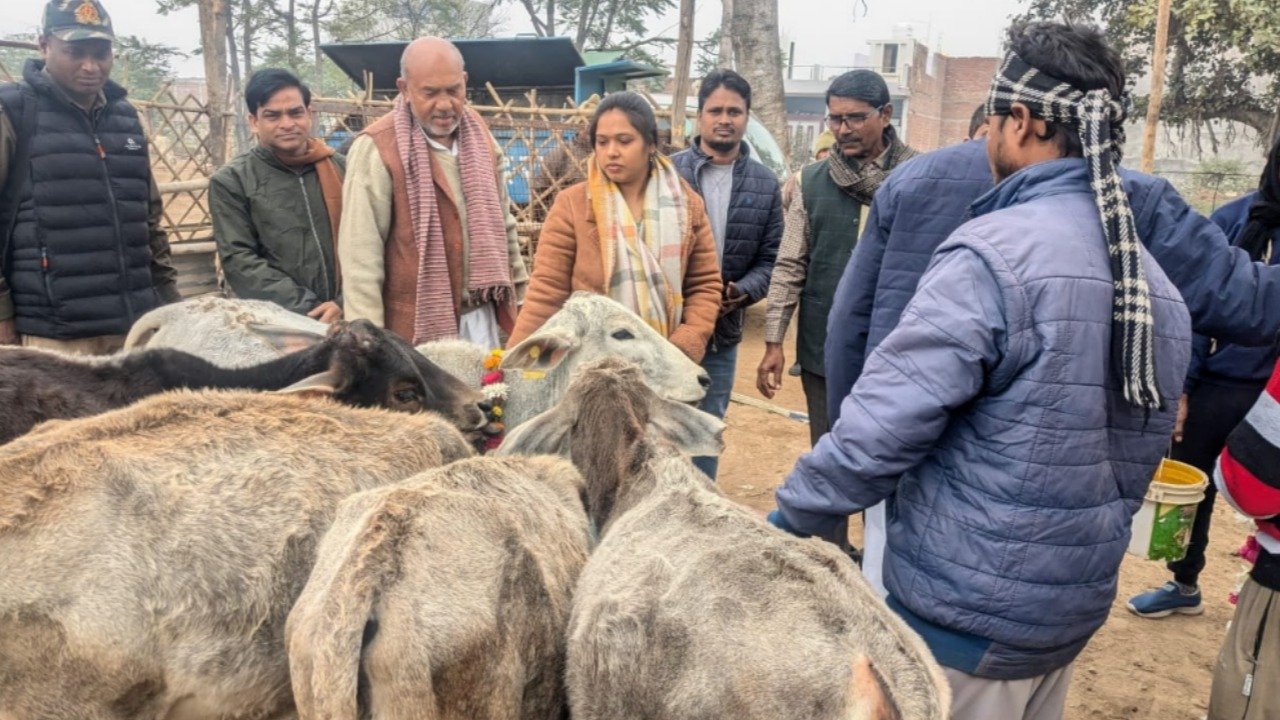 Rath MLA worshipped cows in the cowshed and fed jaggery and bananas to the cattle