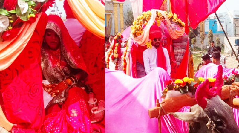 The bride departed on a bullock cart and the groom held the reins of the bulls