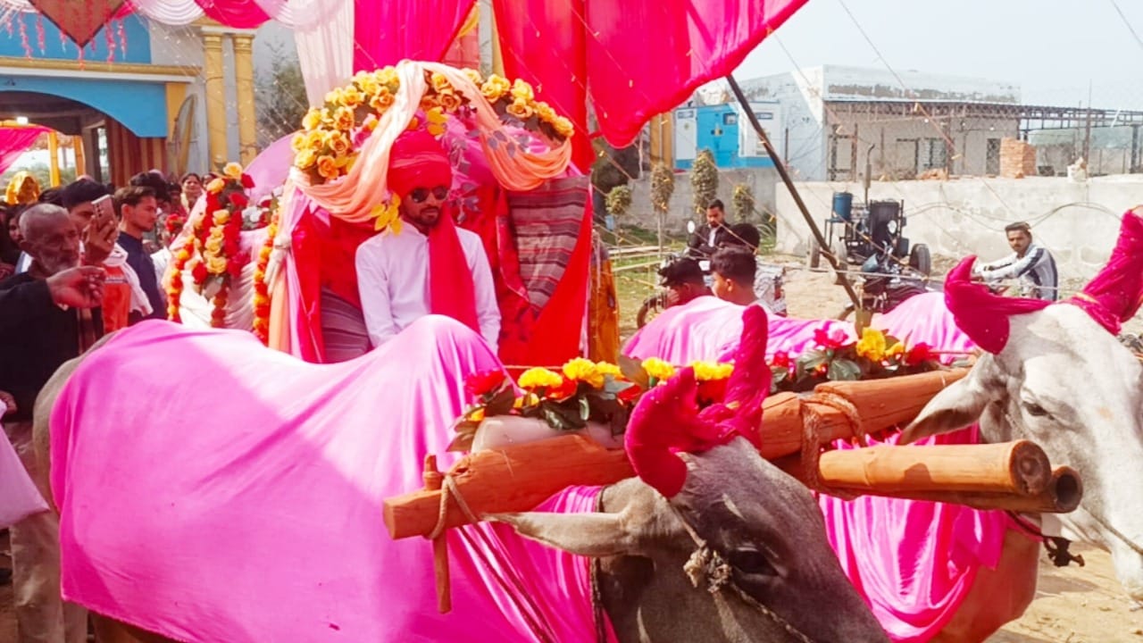 The bride departed on a bullock cart and the groom held the reins of the bulls