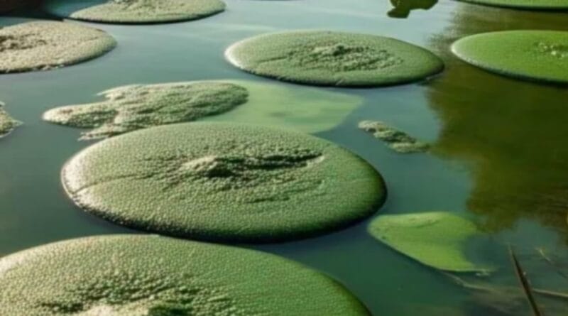 Spirulina, the Shilajit of the poor: Cheap but powerful superfood! You will be amazed to know its benefits!