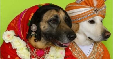 Dog and bitch marriage dog wedding village priorities questioned