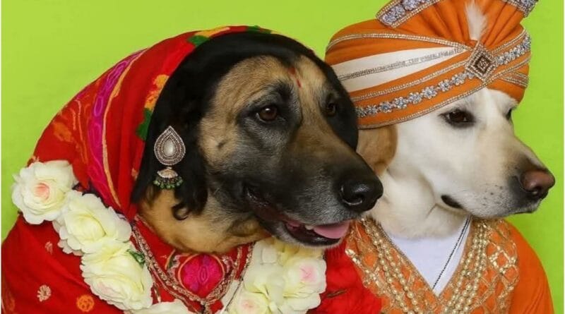 Dog and bitch marriage dog wedding village priorities questioned