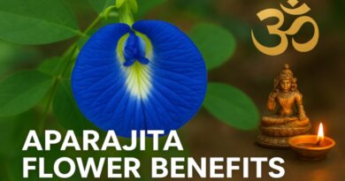 aparajita flower benefits Aparajita Plant for Home