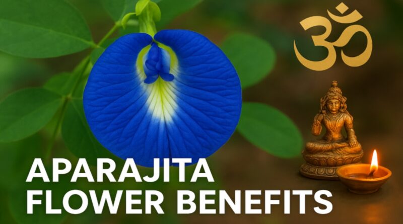 aparajita flower benefits Aparajita Plant for Home